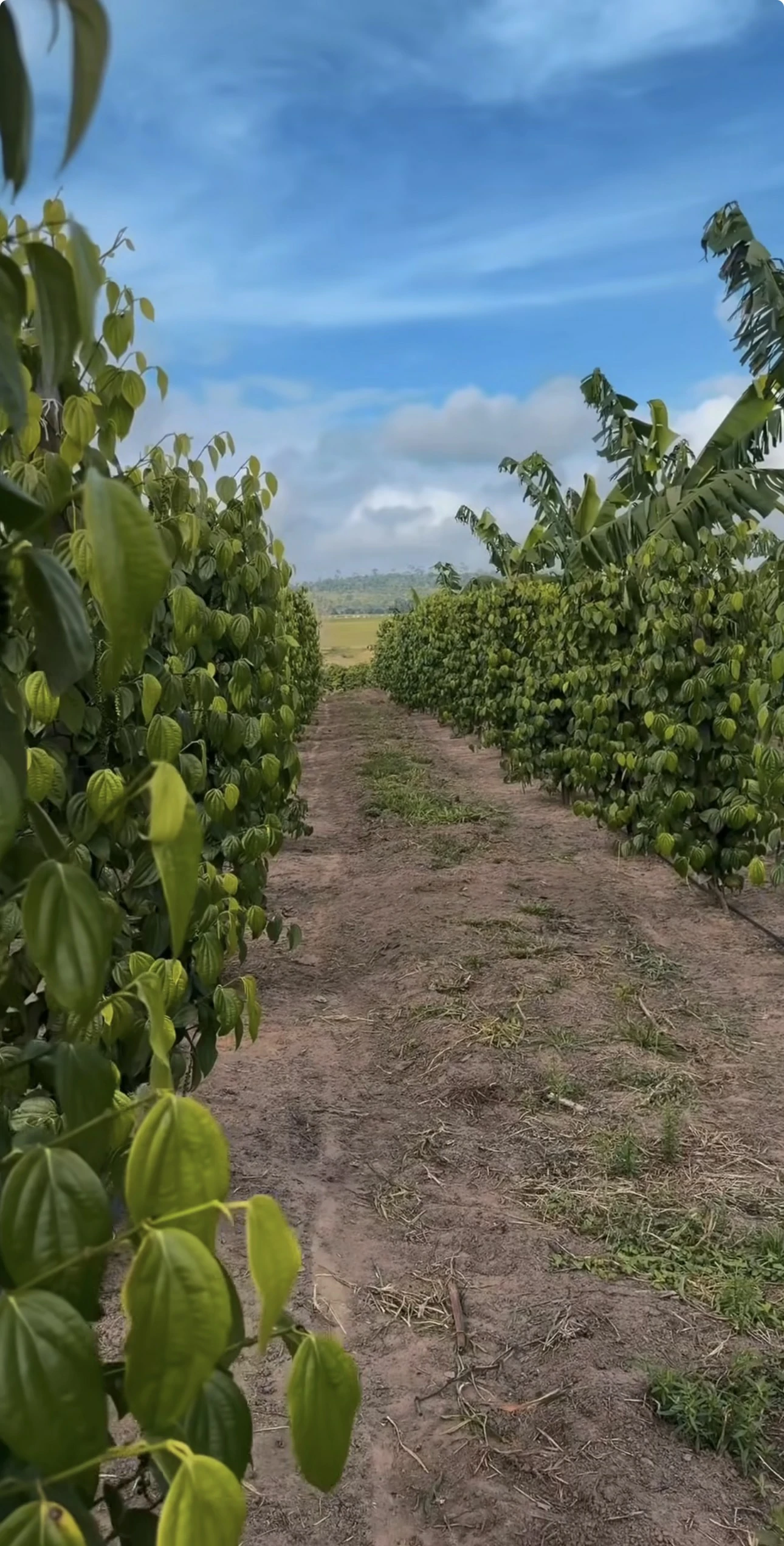 Experiência prática da Erasmo Agro no campo — imagem 7 de 38